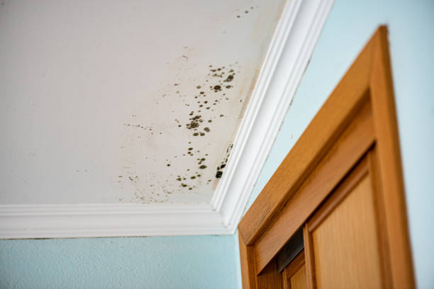 Best Black Mold Remediation in Elwood, IN