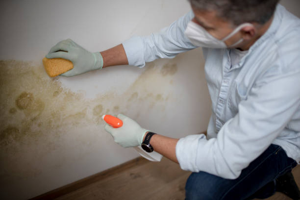 Best Crawl Space Mold Remediation in Elwood, IN