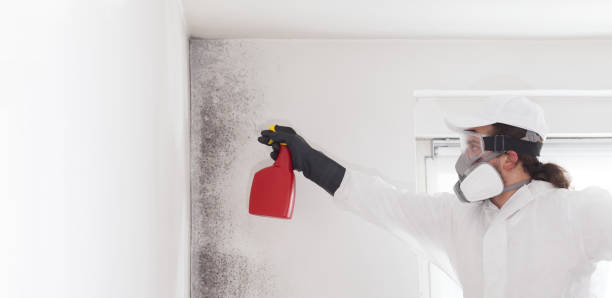 Best Bathroom Mold Remediation in Elwood, IN