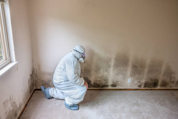 Professional Mold Remediation in Elwood, IN